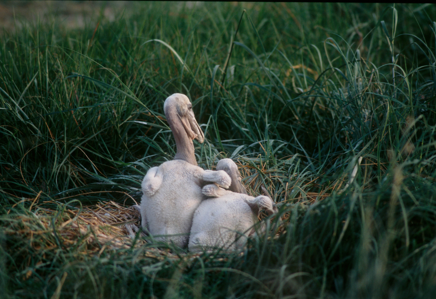 From the book "America's Wetland/Louisiana's Vanishing Coast"