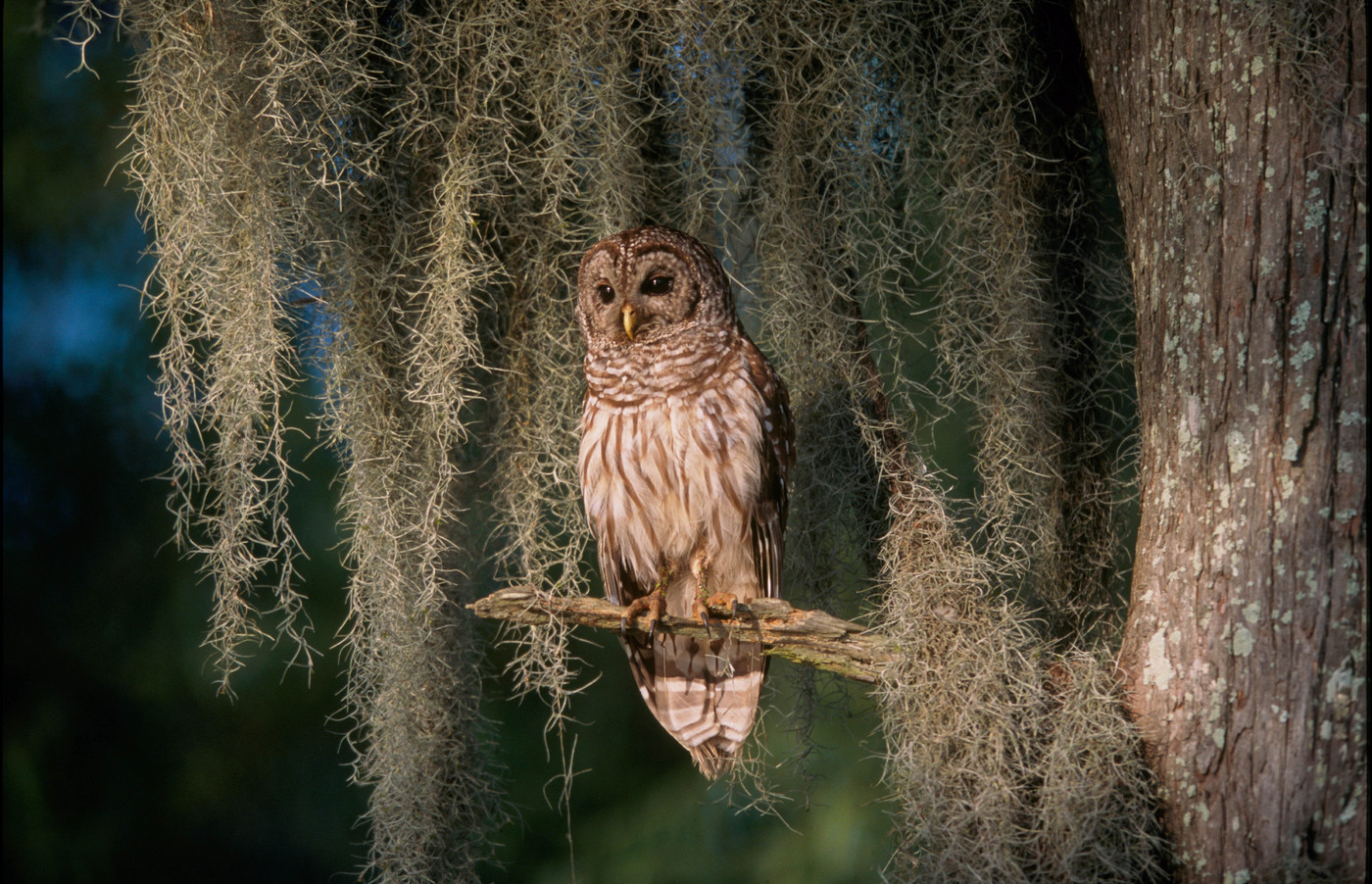 From the book "America's Wetland/Louisiana's Vanishing Coast"