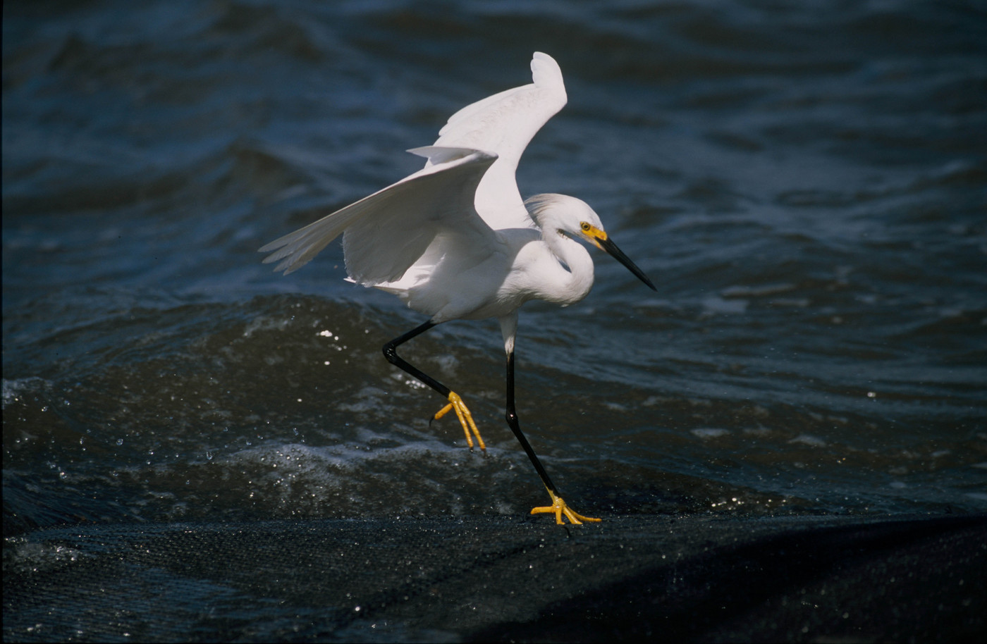 From the book "America's Wetland/Louisiana's Vanishing Coast"