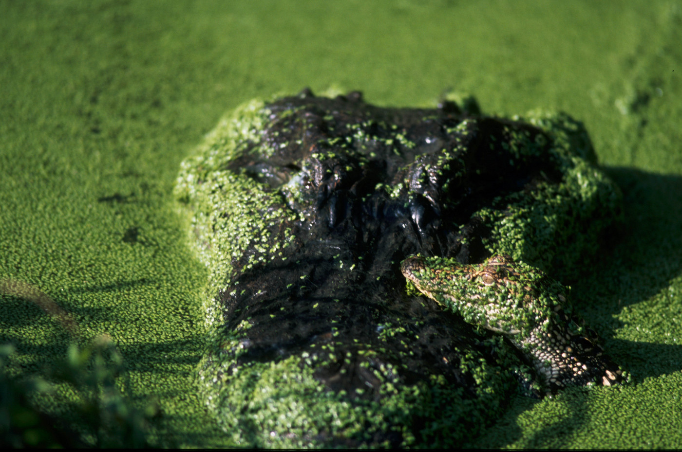 From the book "America's Wetland/Louisiana's Vanishing Coast"