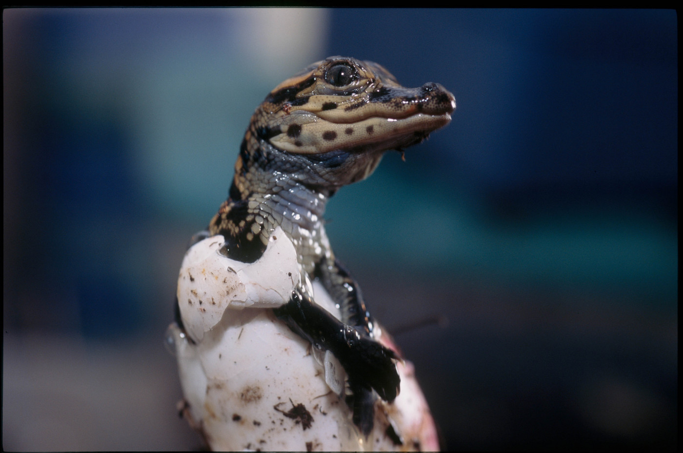 From the book "America's Wetland/Louisiana's Vanishing Coast"