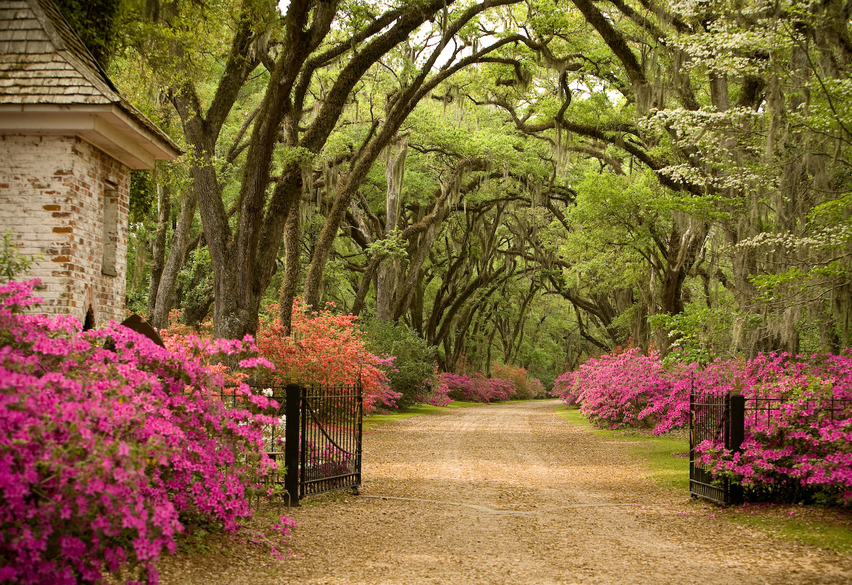 From the book "St. Francisville/Louisiana's River Bluff Country"