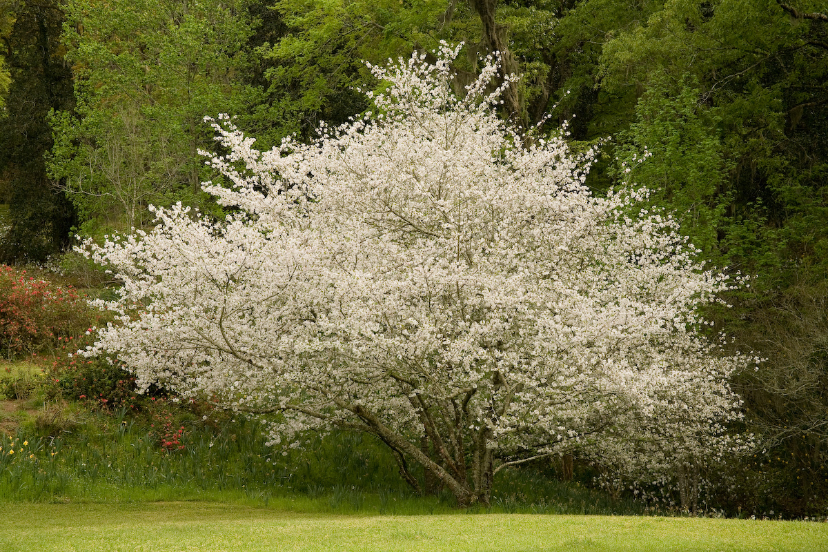 From the book "St. Francisville/Louisiana's River Bluff Country"