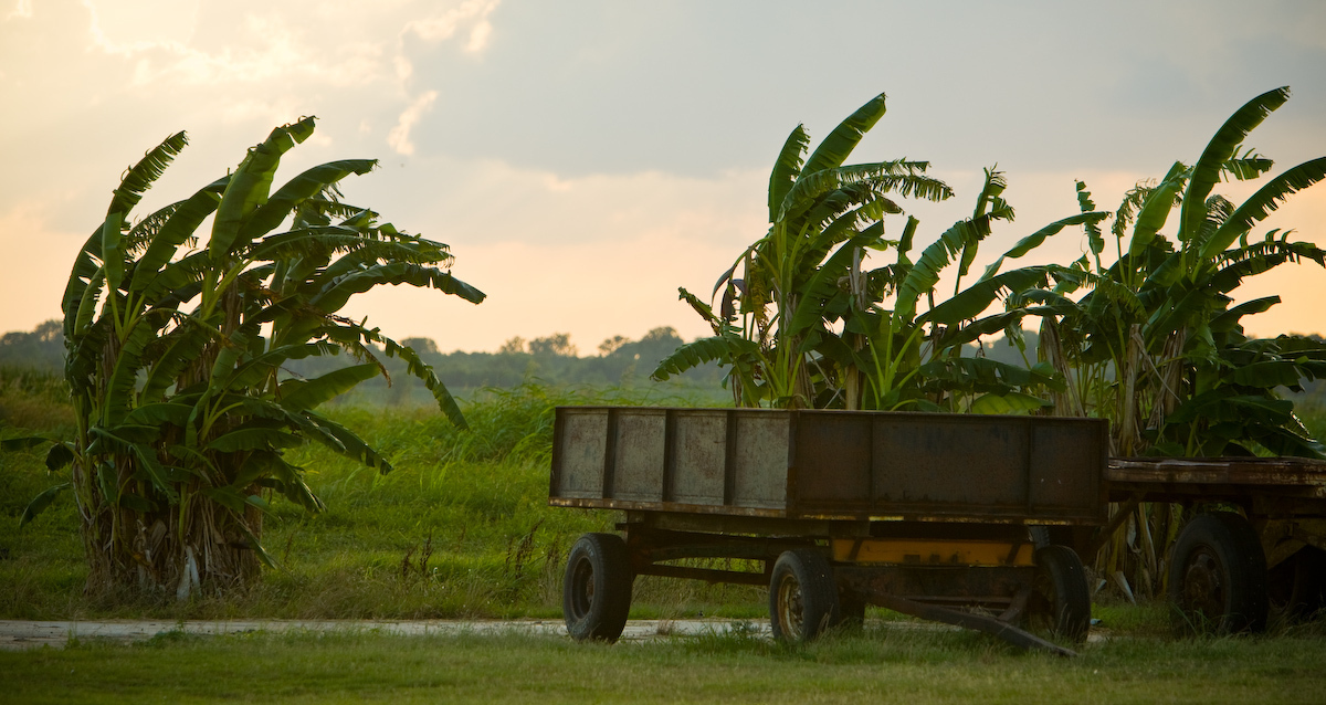 From the book "St. Francisville/Louisiana's River Bluff Country"